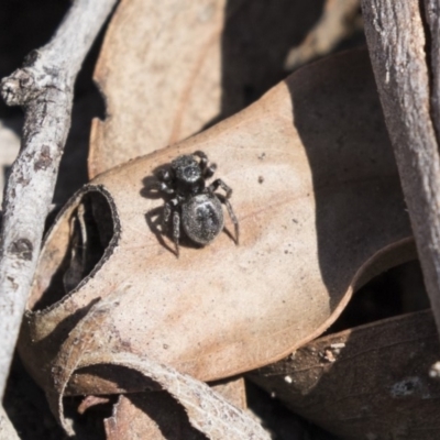 Salpesia (genus) (Salpesia Jumping Spider) at Aranda, ACT - 2 Oct 2018 by AlisonMilton