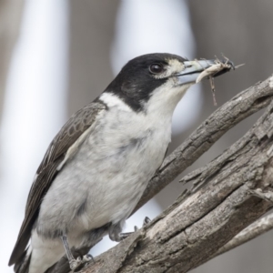 Cracticus torquatus at Cook, ACT - 2 Oct 2018