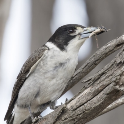 Cracticus torquatus (Grey Butcherbird) at Mount Painter - 2 Oct 2018 by AlisonMilton