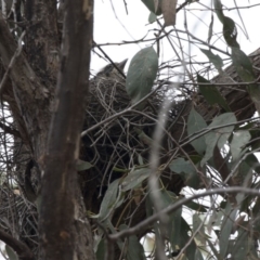 Cracticus torquatus at Cook, ACT - 2 Oct 2018