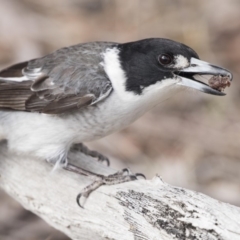 Cracticus torquatus at Cook, ACT - 2 Oct 2018 02:16 PM