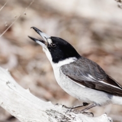 Cracticus torquatus at Cook, ACT - 2 Oct 2018 02:16 PM