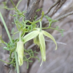 Clematis leptophylla (Small-leaf Clematis, Old Man's Beard) at Bullen Range - 22 Sep 2018 by michaelb