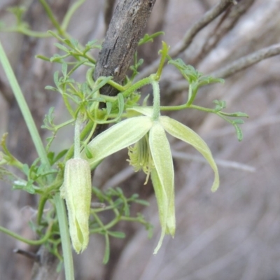 Clematis leptophylla (Small-leaf Clematis, Old Man's Beard) at Bullen Range - 22 Sep 2018 by MichaelBedingfield