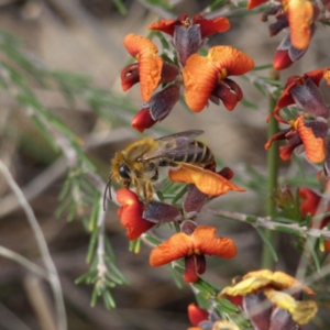 Trichocolletes sp. (genus) at Kambah, ACT - 2 Oct 2018