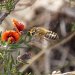 Trichocolletes sp. (genus) at Kambah, ACT - 2 Oct 2018 02:03 PM