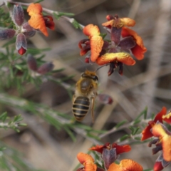 Trichocolletes sp. (genus) at Kambah, ACT - 2 Oct 2018