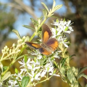 Paralucia pyrodiscus at Theodore, ACT - suppressed