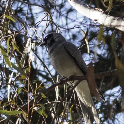 Coracina novaehollandiae (Black-faced Cuckooshrike) at ANBG South Annex - 30 Sep 2018 by BIrdsinCanberra