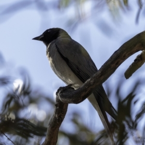 Coracina novaehollandiae at Acton, ACT - 1 Oct 2018