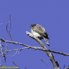 Philemon corniculatus (Noisy Friarbird) at Acton, ACT - 1 Oct 2018 by JonSteinbeck