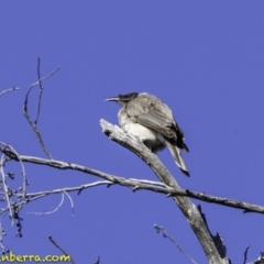 Philemon corniculatus (Noisy Friarbird) at Acton, ACT - 30 Sep 2018 by BIrdsinCanberra