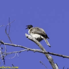 Philemon corniculatus at Acton, ACT - 1 Oct 2018 07:30 AM