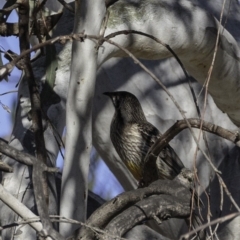 Anthochaera carunculata (Red Wattlebird) at ANBG South Annex - 30 Sep 2018 by BIrdsinCanberra