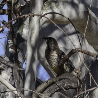 Anthochaera carunculata (Red Wattlebird) at Acton, ACT - 1 Oct 2018 by JonSteinbeck