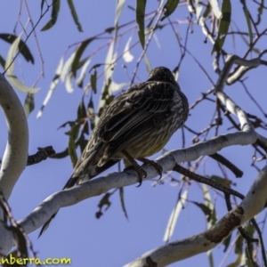 Anthochaera carunculata at Acton, ACT - 1 Oct 2018 08:45 AM