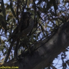 Anthochaera carunculata at Acton, ACT - 1 Oct 2018