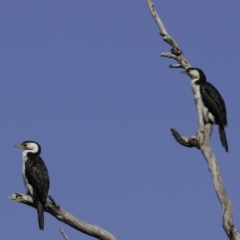 Microcarbo melanoleucos (Little Pied Cormorant) at Molonglo Valley, ACT - 1 Oct 2018 by JonSteinbeck