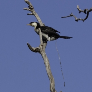 Microcarbo melanoleucos at Molonglo Valley, ACT - 1 Oct 2018 09:26 AM