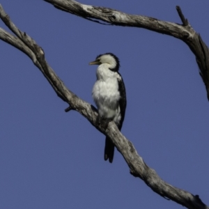 Microcarbo melanoleucos at Molonglo Valley, ACT - 1 Oct 2018