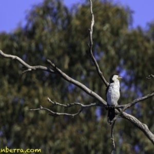 Microcarbo melanoleucos at Molonglo Valley, ACT - 1 Oct 2018