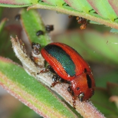 Calomela curtisi (Acacia leaf beetle) at QPRC LGA - 2 Oct 2018 by Harrisi