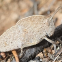 Goniaea sp. (genus) (A gumleaf grasshopper) at Yarrow, NSW - 2 Oct 2018 by Harrisi