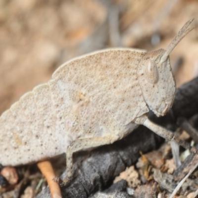 Goniaea sp. (genus) (A gumleaf grasshopper) at Yarrow, NSW - 2 Oct 2018 by Harrisi