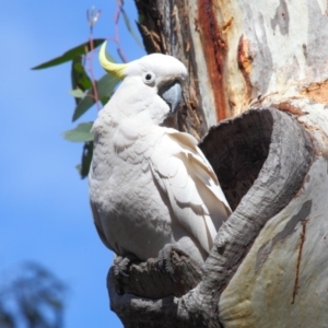 Cacatua galerita at Acton, ACT - 27 Sep 2018