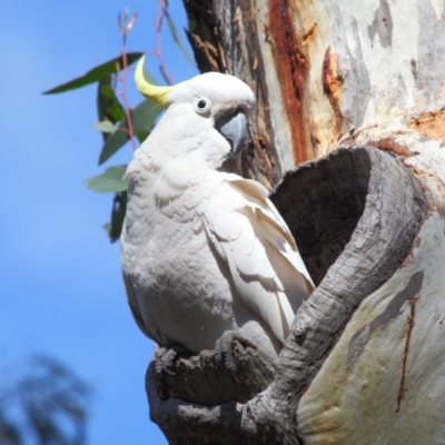 Cacatua galerita (Sulphur-crested Cockatoo) at ANBG - 27 Sep 2018 by TimL
