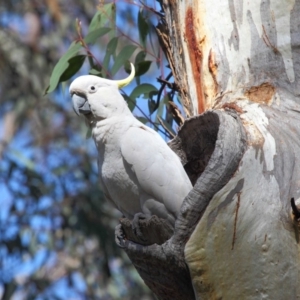 Cacatua galerita at Acton, ACT - 27 Sep 2018