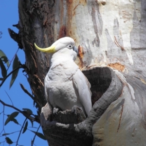 Cacatua galerita at Acton, ACT - 27 Sep 2018