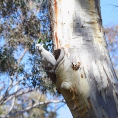 Cacatua galerita at Acton, ACT - 27 Sep 2018