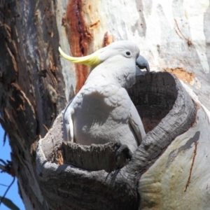 Cacatua galerita at Acton, ACT - 27 Sep 2018