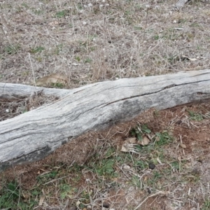 Papyrius nitidus at Jerrabomberra, ACT - suppressed