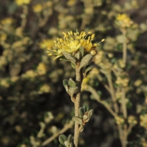 Phebalium squamulosum subsp. ozothamnoides at Bullen Range - 22 Sep 2018