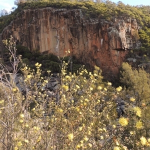 Phebalium squamulosum subsp. ozothamnoides at Bullen Range - 22 Sep 2018