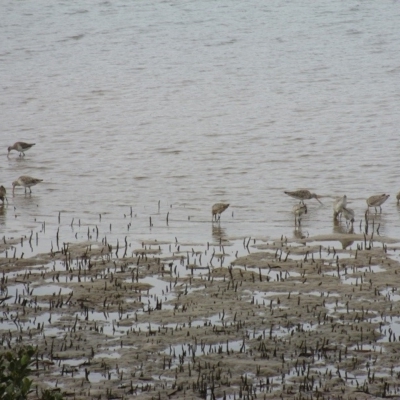 Limosa lapponica (Bar-tailed Godwit) at Merimbula, NSW - 27 May 2014 by kelpie