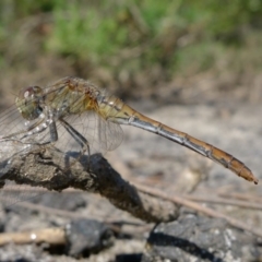 Orthetrum villosovittatum (Fiery Skimmer) at Bermagui, NSW - 31 Mar 2012 by Angel