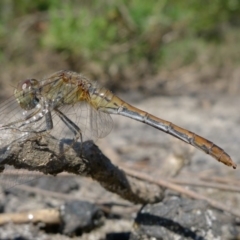 Orthetrum villosovittatum (Fiery Skimmer) at Bermagui, NSW - 30 Mar 2012 by Angel