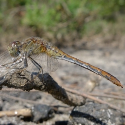 Orthetrum villosovittatum (Fiery Skimmer) at Bermagui, NSW - 31 Mar 2012 by Angel