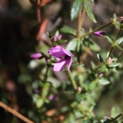 Tetratheca thymifolia at Bournda, NSW - 14 Apr 2014 by S.Douglas