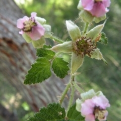 Rubus parvifolius (Native Raspberry) at Wapengo, NSW - 7 Nov 2014 by robndane