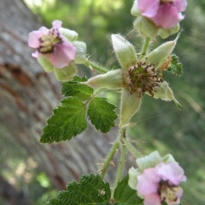 Rubus parvifolius (Native Raspberry) at Wapengo, NSW - 8 Nov 2014 by robndane