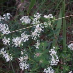 Pimelea linifolia subsp. linifolia (Queen of the Bush, Slender Rice-flower) at Bermagui, NSW - 31 Mar 2012 by robndane