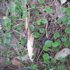 Dichondra repens (Kidney Weed) at Bermagui, NSW - 31 Mar 2012 by GlendaWood