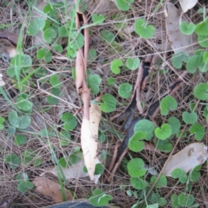 Dichondra repens at Bermagui, NSW - 31 Mar 2012 12:00 AM