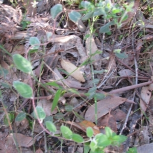 Billardiera mutabilis at Bermagui, NSW - 31 Mar 2012