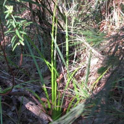 Lepidosperma concavum at Bermagui, NSW - 31 Mar 2012 by GlendaWood