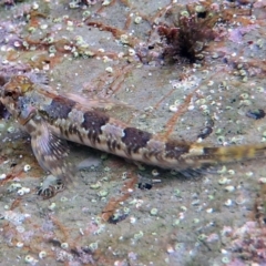 Lepidoblennius haplodactylus at Bermagui, NSW - 23 Apr 2014 by robndane